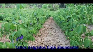 Clitoria ternatea quotLa reina de las leguminosas tropicales [upl. by Urania310]