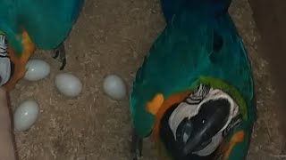 Artificial incubation successfully hatch blueandgold macaw chicks ABAVIARY [upl. by Adnuhsor886]