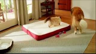 TV Spot  PetSmart  Adoption Anthem  Inspired By Pets [upl. by Yanej]