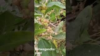 Ashwagandha plant Medicinal plant Ayurvedic Medicinal Plant [upl. by Capp]