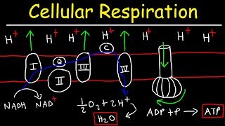 Cellular Respiration [upl. by Nace695]