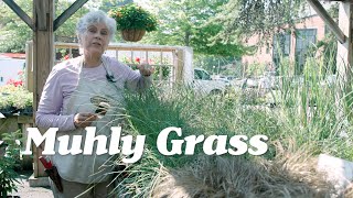 Muhly Grass and the Opportunities it Presents [upl. by Linnet]