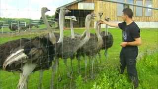 Landwirtschaft in Bayern Landkreis Landsberg in Oberbayern [upl. by Oneg]