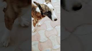 Shareeke baazi 🐶 subscribe [upl. by Mill]