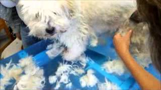 Video Hundeschur  Hund scheren Coton de Tulear mit Heiniger Saphir Cord Schermaschine [upl. by Niarda]