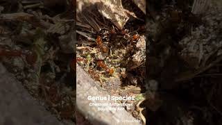 Wild Chelaner Antarcticus Ant Colony Foraging [upl. by Yert66]