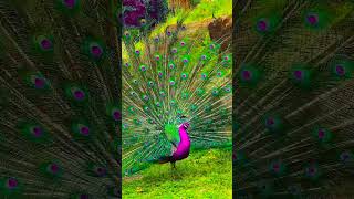 Peacock dance birds trending birds peacockdance ytshort viralshort viralreels [upl. by Sumahs684]