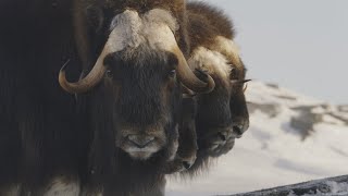 Le boeuf musqué à la conquête du Nunavik  La semaine verte [upl. by Kristopher]