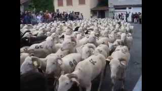 Transhumance en Barousse Du Coté de Lacoume [upl. by Arikal675]