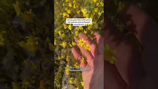 Rare Wildflower Superbloom  How Fresh Water Creates Habitat For Endangered Species [upl. by Aihsi]