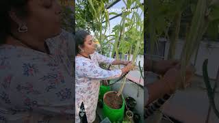 Learn How to Grow Sugarcane for this Pongal [upl. by Crenshaw]