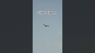 Silver Pigeon 🎯💥 chasse pigeonhunting shortvideo reels shorts shotkam [upl. by Derrik318]