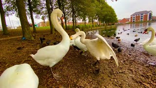 💪🏼🦢Mute Swan v Whooper Swan 🦢💪🏼 [upl. by Lebaron513]