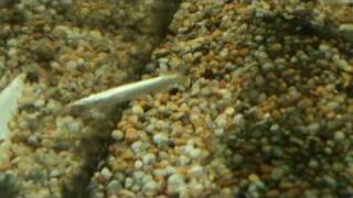 Wrestling halfbeak Dermogenys pusillus for sale at Tyne Valley Aquatics [upl. by Tull615]