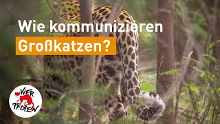 Wie kommunizieren Großkatzen  VIER PFOTEN [upl. by Airad64]