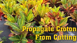 Grow Croton Plant  How to propagate croton from cutting [upl. by Bartel472]