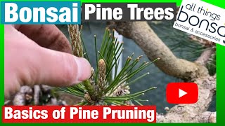 Basic Pine Bonsai Pruning [upl. by Assirahc378]