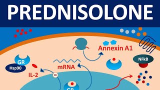 Prednisolone  Mechanism side effects precautions amp uses [upl. by Clarkson]