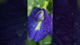 Blue pea flower face pack for dull skin🪻trending skincareproducts viralvideo ytshorts [upl. by Tirma]