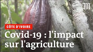 Cacao noix de cajou caoutchouc  comment se porte l’agriculture ivoirienne [upl. by Enylecoj]