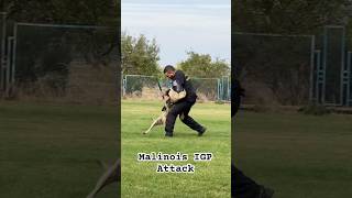 Malinois IGP Attack [upl. by Yltnerb]