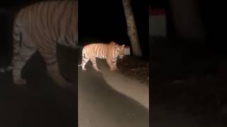 Tiger Roaring in night shorts tiger [upl. by Aletsirc]