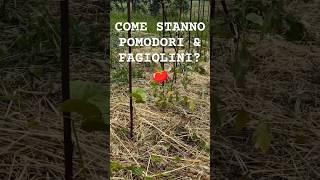 Pomodori amp Fagiolini Tour gardengardeningagriculturenaturefarmingfoodnaturalvegetableshorts [upl. by Swartz]