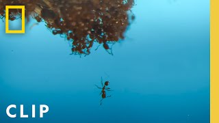 Fire Ants in the Pool  A Real Bugs Life  National Geographic [upl. by Akinorev]