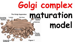 Golgi complex structure and function  Golgi apparatus structure [upl. by Tisman]