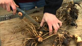 Dividing and Potting Stored Cannas [upl. by Lishe]