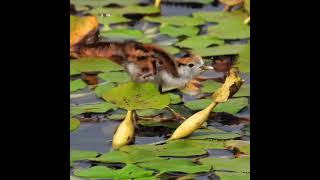 Pheasanttailed Jacanas Baby [upl. by Amada]