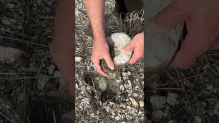 Amazing Ammonite Fossil Find in Texas [upl. by Ellery]