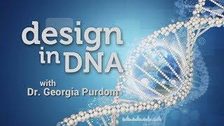 Origins Design in DNA [upl. by Spooner]