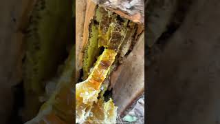 Saw Off A Piece Of Wood From Tree To Get Wild Honey Inside [upl. by Liris]