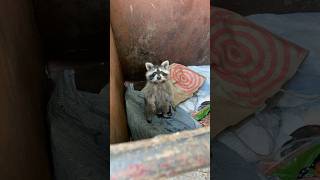 Helped out a raccoon Sound up racoons wildlife wildlifephotography nature racoon youtube [upl. by Tartan172]