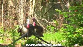 Florida Osceola Turkey Hunting [upl. by Htomit458]