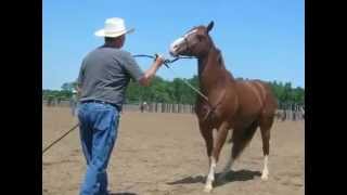 Clinton Anderson Downunder Horsemanship 10 day clinic in 2007 Part 1 of 4 [upl. by Izabel]