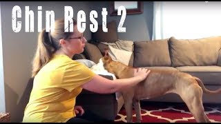 Chin Rest 2 Training Tip Tuesday [upl. by Notgnihsaw207]