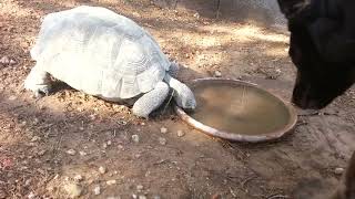 Yertle the Tortoise Takes a Drink  Yeah Its Just as Exciting as It Sounds [upl. by Mulcahy477]