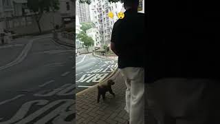 This dog is smart and very independent 😊😁 viral shorts like share dog [upl. by Halilak]