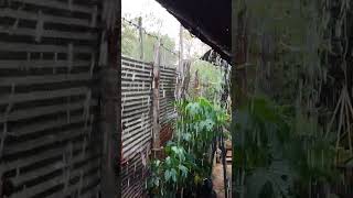 Rain on tree rain good sound amazing😍🐒Mw2 rains viral shortsvideo rain youtubeshorts rainvideo [upl. by Innis]