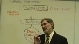 Professor Fink explains CELLULAR RESPIRATION Part 5 O2 Debt Aerobic Resp Krebs Cycle [upl. by Eshelman138]