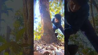 rubber tree harvesting shorts MrBeast [upl. by Navi]