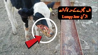 Actinomycosis OR Lumpy Jaw disease on Dairy Shed 03337078824 [upl. by Adranoel]