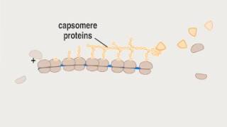 04 3 Biosynthesis P ssRNA [upl. by Hgielram626]