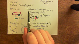 The Adaptive Immune Response and Immunosuppressants Part 2 [upl. by Zindman]