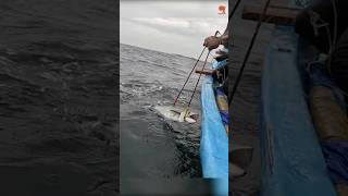 King Fish Caught Using Live Mackerel Fish as Bait fishing fishingvideo oceanfishing [upl. by Drais66]