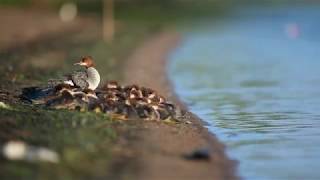 Common Mergansers [upl. by Layod]