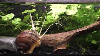 The Strange And Beautiful Mystery Snail [upl. by Obala426]