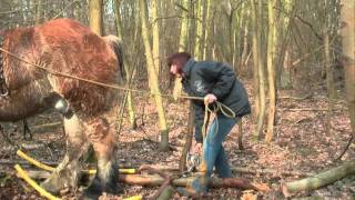 Forest Management  Bosbeheer in Bonheiden [upl. by Laeahcim]